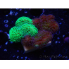 WYSIWYG - Stylophora Chimera (Pink and Green Bush/Green Fluo) 1