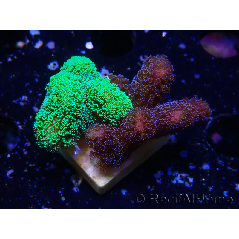 WYSIWYG - Stylophora Chimera (Pink and Green Bush/Green Fluo) 2