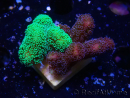 WYSIWYG - Stylophora Chimera (Pink and Green Bush/Green Fluo) 1