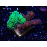 WYSIWYG - Stylophora Chimera (Pink and Green Bush/Green Fluo) 1