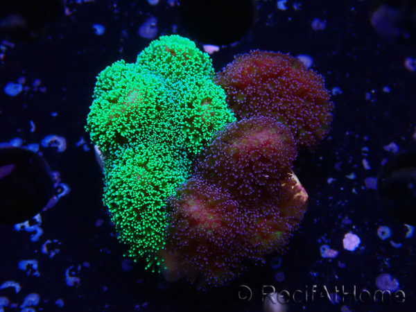 WYSIWYG - Stylophora Chimera (Pink and Green Bush/Green Fluo) 1