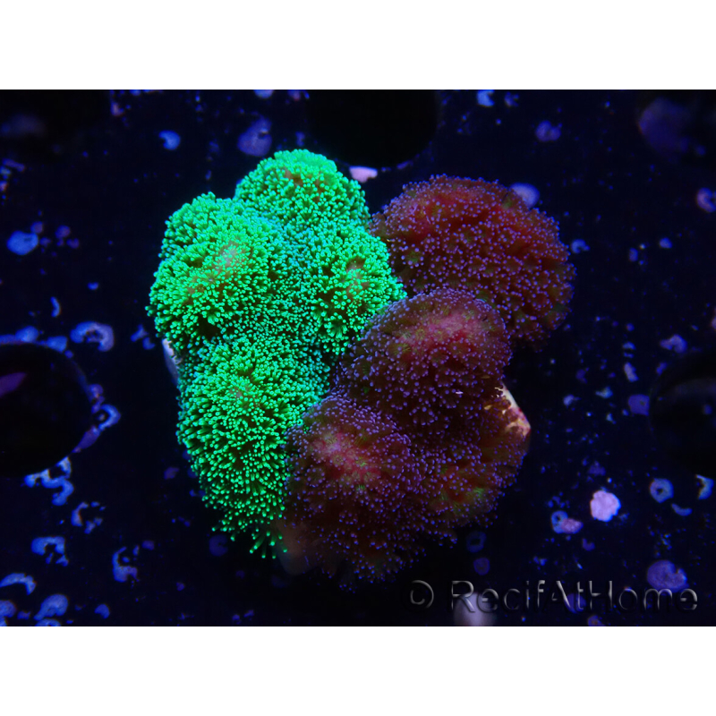 WYSIWYG - Stylophora Chimera (Pink and Green Bush/Green Fluo) 3