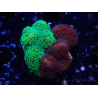 WYSIWYG - Stylophora Chimera (Pink and Green Bush/Green Fluo) 3