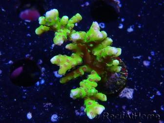 WYSIWYG - BR Green Goblin Anacropora 1V2