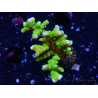 WYSIWYG - BR Green Goblin Anacropora
