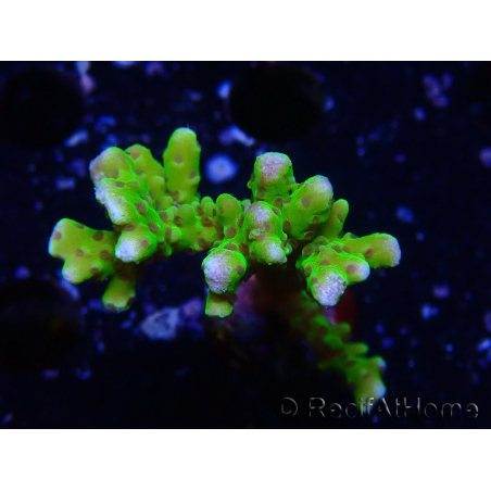WYSIWYG - BR Green Goblin Anacropora