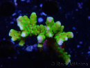 WYSIWYG - BR Green Goblin Anacropora