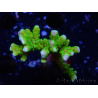 WYSIWYG - BR Green Goblin Anacropora