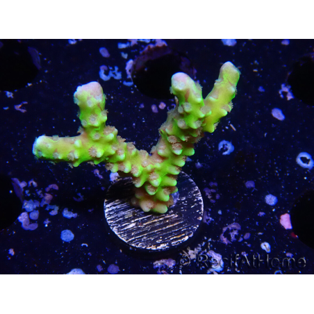 WYSIWYG - AK Goldenrod Anacropora