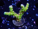 WYSIWYG - AK Goldenrod Anacropora