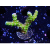 WYSIWYG - AK Goldenrod Anacropora