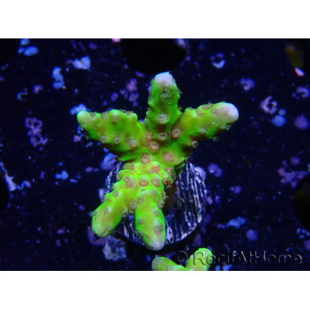 WYSIWYG - AK Goldenrod Anacropora