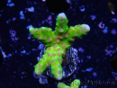 WYSIWYG - AK Goldenrod Anacropora