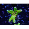 WYSIWYG - AK Goldenrod Anacropora