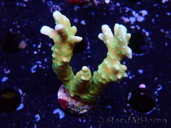 WYSIWYG - MH Tropicana Anacropora 1X2