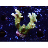 WYSIWYG - MH Tropicana Anacropora