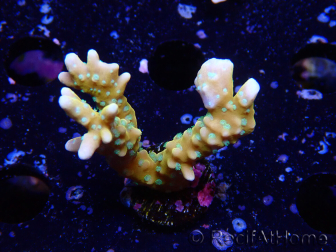 WYSIWYG - MH Tropicana Anacropora 1X4