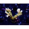 WYSIWYG - MH Tropicana Anacropora