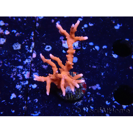 WYSIWYG - JF TNT Anacropora