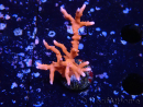 WYSIWYG - JF TNT Anacropora