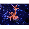 WYSIWYG - JF TNT Anacropora 1Y1