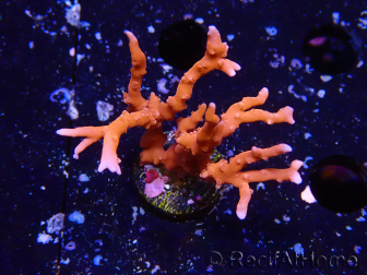 WYSIWYG - JF TNT Anacropora