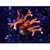 WYSIWYG - JF TNT Anacropora