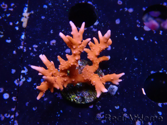 WYSIWYG - JF TNT Anacropora 18D1