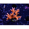 WYSIWYG - JF TNT Anacropora