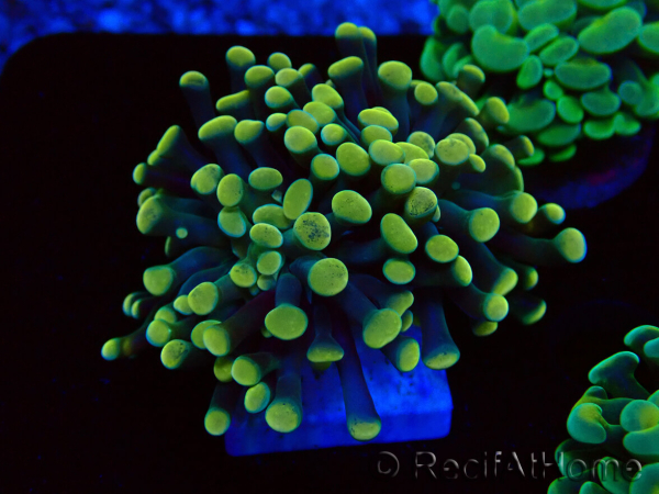 WYSIWYG Euphyllia paraancora (Maricultura aclimatada bajo LED) 4A1