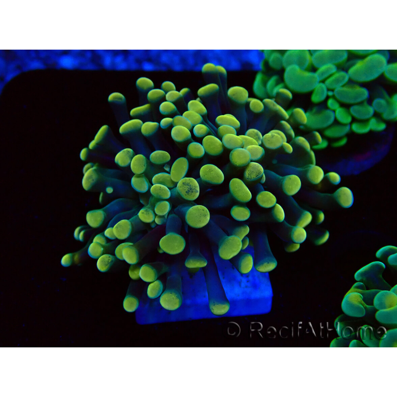 WYSIWYG Euphyllia paraancora (Maricultura aclimatada bajo LED) 4A1