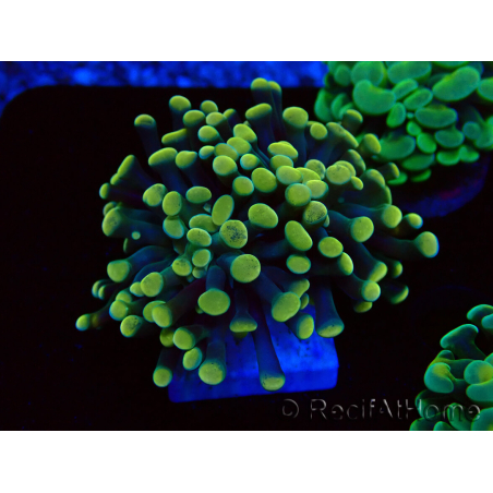 WYSIWYG Euphyllia paraancora (Maricoltura acclimatata sotto LED) 4A1