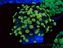 WYSIWYG Euphyllia paraancora (Maricultura aclimatada bajo LED) 4A1