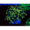 WYSIWYG Euphyllia paraancora (Mariculture acclimaté sous LED) 4A1