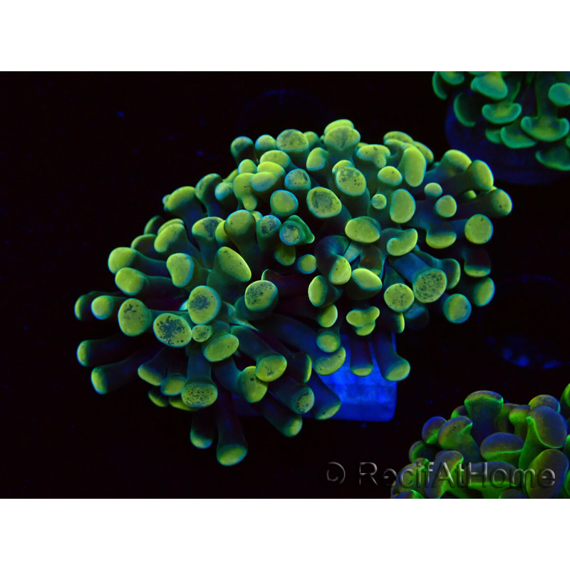 WYSIWYG Euphyllia paraancora (Maricultura aclimatada bajo LED) 4A5