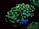 WYSIWYG Euphyllia paraancora (Maricoltura acclimatata sotto LED) 4A5