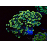 WYSIWYG Euphyllia paraancora (Maricultura aclimatada bajo LED) 4A5
