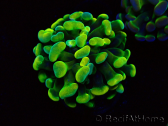 WYSIWYG Euphyllia paraancora (Maricoltura acclimatata sotto LED) 4A5