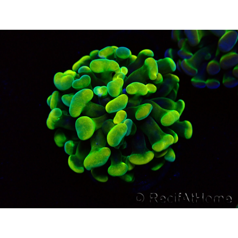 WYSIWYG Euphyllia paraancora (Maricultura aclimatada bajo LED) 4A5
