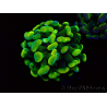 WYSIWYG Euphyllia paraancora (Maricultura aclimatada bajo LED) 4A5