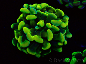 WYSIWYG Euphyllia paraancora (Mariculture acclimated under LED) 4A6
