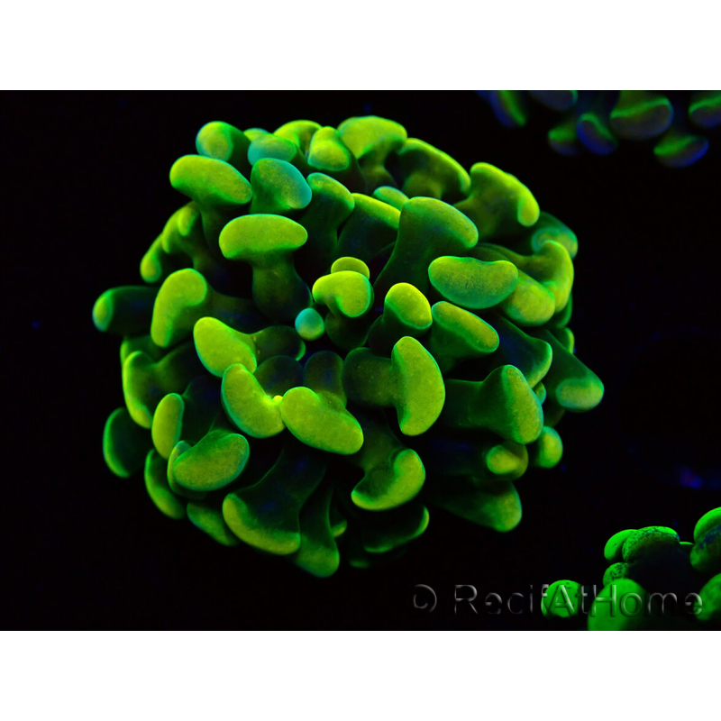 WYSIWYG Euphyllia paraancora (Mariculture acclimaté sous LED) 4A10