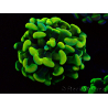 WYSIWYG Euphyllia paraancora (Mariculture acclimaté sous LED) 4A10