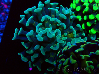 WYSIWYG Euphyllia paraancora (Mariculture acclimaté sous LED) 4B1