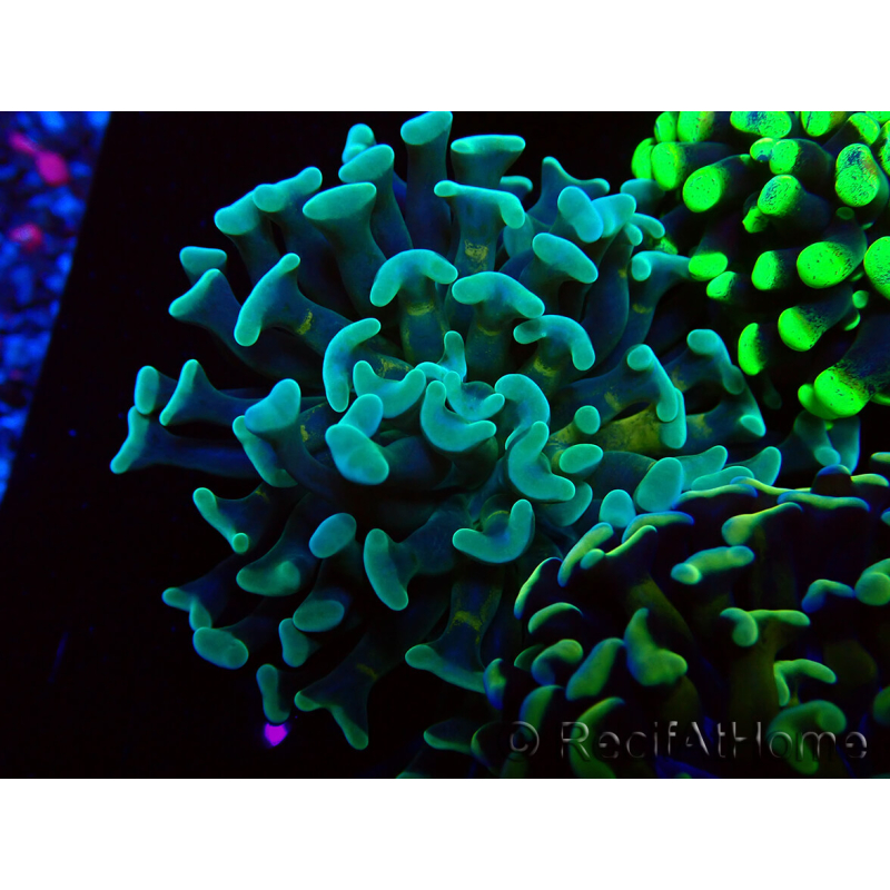 WYSIWYG Euphyllia paraancora (Mariculture acclimaté sous LED) 4B1