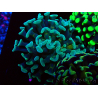 WYSIWYG Euphyllia paraancora (Mariculture acclimaté sous LED) 4B1