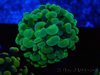 WYSIWYG Euphyllia paraancora (Maricultura aclimatada bajo LED) 4B3