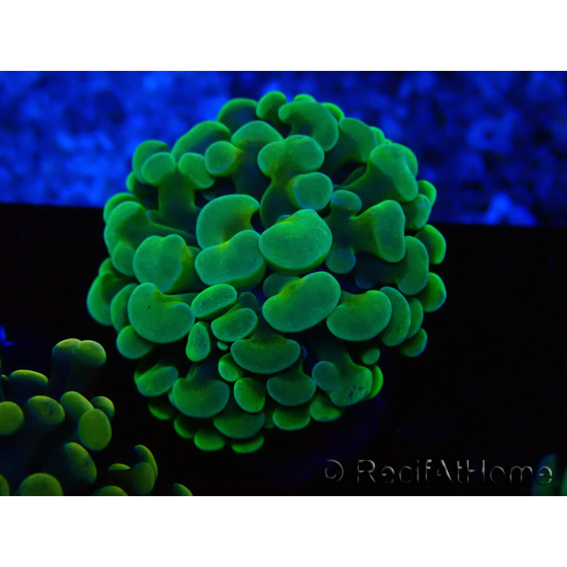 WYSIWYG Euphyllia paraancora (Maricultura aclimatada bajo LED) 4B3