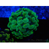 WYSIWYG Euphyllia paraancora (aus Marikultur, unter LED akklimatisiert) 4B3