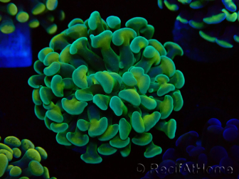 WYSIWYG Euphyllia paraancora (Marikultur akklimatisiert unter LED) 4B4